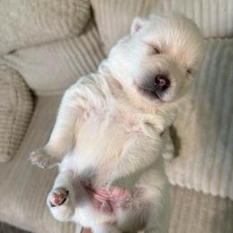 Alien - White female Pomsky puppy in Valparaiso, Indiana from Valparaiso Pomskys