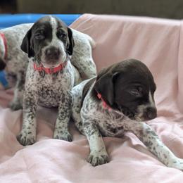 German Shorthaired Pointers from Aurora German Shorthaired Pointers