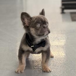 Jack - Blue male French Bulldog puppy in Plano, Illinois from Velvet Fluffy Pups