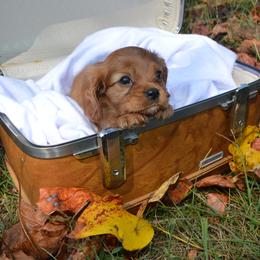 Cavalier King Charles Spaniel Puppies from Freeman's Royal Cavaliers