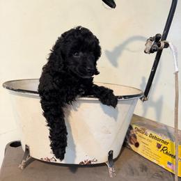 Dollop - Black female Poodle puppy in Florence County, South Carolina from Modern Family Standards
