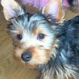 Yorkshire Terrier Puppies from YorkiStars