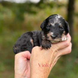 Violet - Blue merle female Bernedoodle puppy in Bellville, Ohio from Bernedoodle Buddies