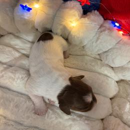 AKC Chocolate and tan pie female - Piebald female Dachshund puppy in Erie, Michigan from Champagne’s Grinch Toe’d Dachshunds