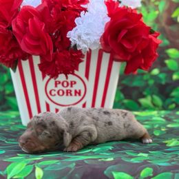 Febie - Dapple female Dachshund puppy in Colbert, Oklahoma from Brooke Crenshaw