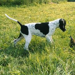 Pointer Puppies from Blackthorne Pointers