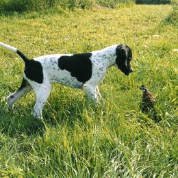 Pointer Puppies from Blackthorne Pointers