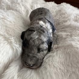 7 - Merle male Labradoodle puppy in Greensboro, Georgia from B’s Doodles