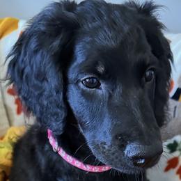 Holly - Phantom female Goldendoodle puppy in Benson, North Carolina from Yvonne❤️Goldendoodles