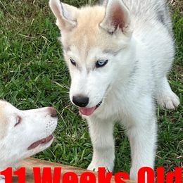 Siberian Husky Puppies from Coral Gables Siberians