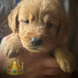 Golden boy, crown - Golden male Golden Retriever puppy in Fisher, Illinois from Fidei Family Farms