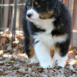 Australian Shepherd Puppies from Cloverdale Australian Shepherds