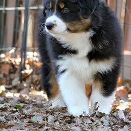 Australian Shepherd Puppies from Cloverdale Australian Shepherds