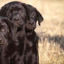 Labrador Retrievers from Midwest Select Labradors