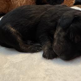 Jasmine - Black and tan female Dachshund puppy in Franklin, Tennessee from Wendy's Weenies