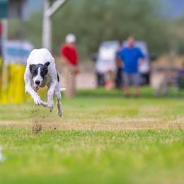 Kash - Greyhound