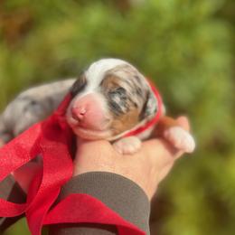 Australian Mountain Doodle and Bernedoodle Puppies from Blue Skye Doodles