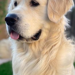 Golden Retrievers from Ironwood Carefree Goldens