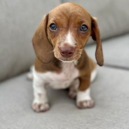 Cara - Red female Dachshund puppy in Florida from Niki Humphries' Dachshunds