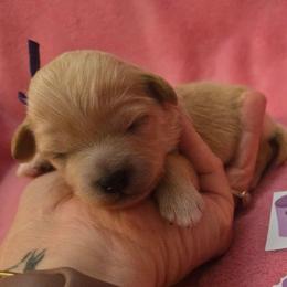 3 Purple - Apricot female Maltipoo puppy in Sahuarita, Arizona from Cowgirl's Legacy Maltipoos