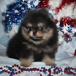 Quincy - Black and tan male Pomeranian puppy in Memphis, Michigan from Magix'z Pomeranians
