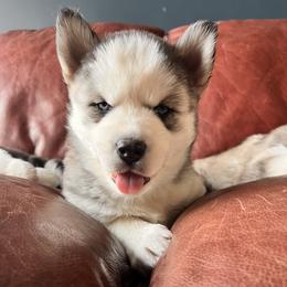 Blue gi - Gray and white female Siberian Husky puppy in Fremont, Michigan from Red Top Huskies