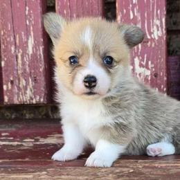 Darla - Red female Pembroke Welsh Corgi puppy in Anton, Texas from X Bar's Lil Legs of Texas