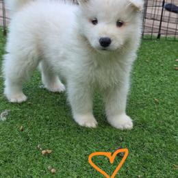 Orange boy - White and biscuit male Samoyed puppy in Elwell, Michigan from Limelight Samoyeds