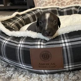 Italian Greyhound Puppies from Kentucky Greyhounds