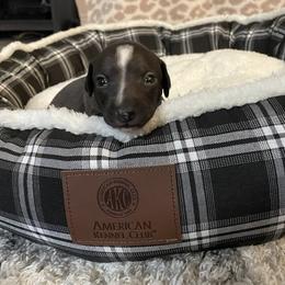 Italian Greyhound Puppies from Kentucky Greyhounds