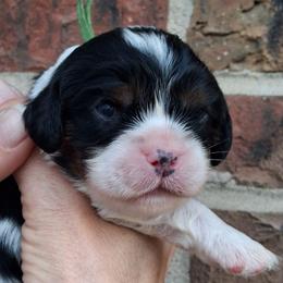 Green collar,  Samy - Tri-color male Cavalier King Charles Spaniel puppy in Colorado Springs, Colorado from True Love Colorado Cavalier King Charles Spaniels