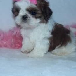 Shih Tzus from Shedd's Shih Tzus