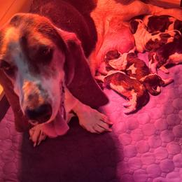 Basset Hound puppies from Dream Weavers Basset Hounds