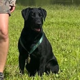 Labrador Retrievers from Rising Creek Kennels, LLC