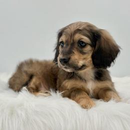 Julius - Cream male Dachshund puppy in Litchfield, Illinois from Charmm Dachshunds