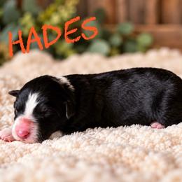 Hades - Black male Border Collie puppy in Sanger, California from Flying M Cactus Ranch Buddies