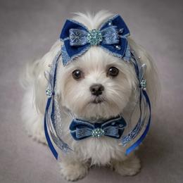 Korean Bluey - White male Maltese puppy in Mooresville, North Carolina from Clearview Canines
