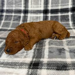 Red Collar Female - Red  female Goldendoodle puppy in Pasadena, Texas from Knightsbane Standard Poodles