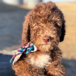 Penelope - Brown and white female Saint Berdoodle puppy in Beach, North Dakota from Badland St. Berdoodles LLC