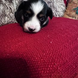 Bat Girl - Black tri female Toy Australian Shepherd puppy in Mount Airy, North Carolina from Brickell Farms