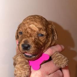 Skye - Goldendoodle