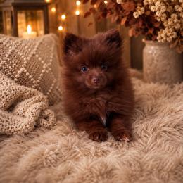 Chocolate - Chocolate male Pomeranian puppy in Effort, Pennsylvania from Pomeranian Puppies