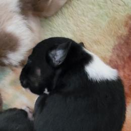 Australian Shepherd Puppies from Wayward Trails Kennel