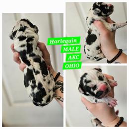 Harl - Harlequin male Great Dane puppy in Doylestown, Ohio from Dana's Danes