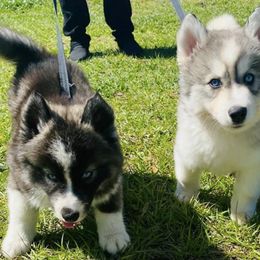 Siberian Huskies from Blessed Huskies of Florida