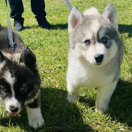 Siberian Huskies from Blessed Huskies of Florida