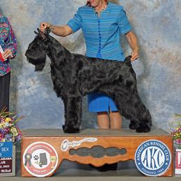 Raya - Giant Schnauzer