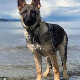 German Shepherds from J