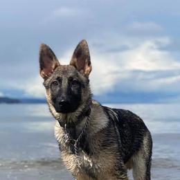 German Shepherds from J