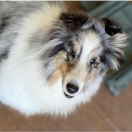 Aspen - White blue merle and tan female Shetland Sheepdog puppy in Tulsa, Oklahoma from September Morning Shelties